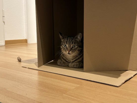 Eine Katze in einer offenen Pappschachtel auf einem Holzboden mit einem Korken daneben.